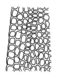 Calymperes tenerum, upper laminal cells at margin. Drawn from P.J. de Lange & P.B. Heenan CH1893, CHR 604750.
 Image: R.C. Wagstaff © Landcare Research 2014 